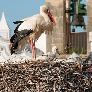 Stork Olhao